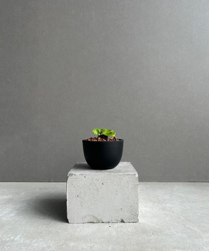 アスプレニウム デラバイ (フランチ) コペル 「Asplenium delavayi (Fr