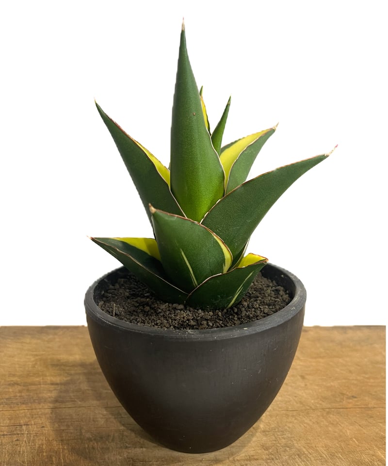 サンセベリア タワー 斑入り ハーフムーン「Sansevieria Tower サンセベリア タワー 斑入り ハーフムーン「Sansevieria Tower