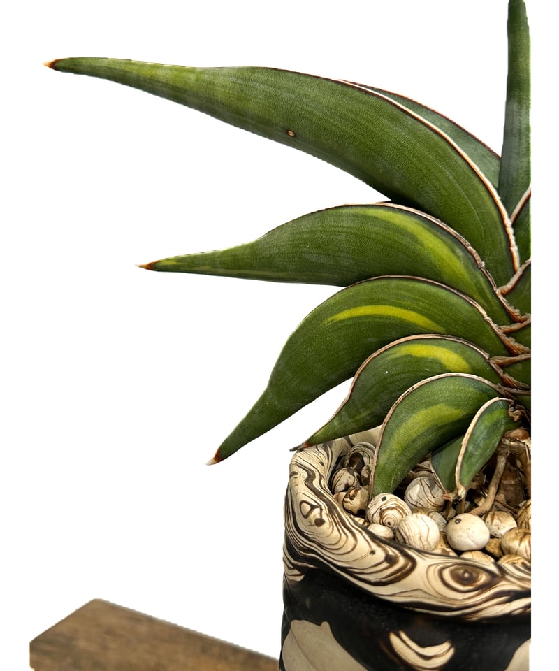 サンセベリア ロリダ 斑入り＋pmp 「Sansevieria rorida var.」11/