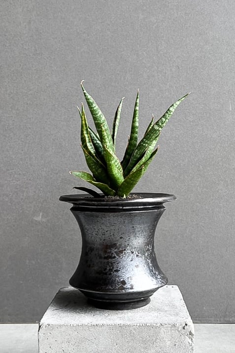 サンセベリア カミナリ 「Sansevieria KAMINARI “雷”」9D | SHOU