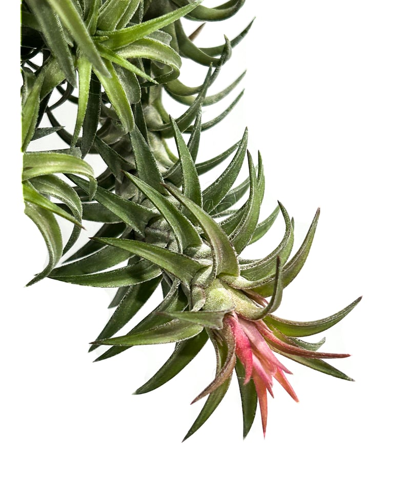 ティランジア イオナンタ バンハイニンギー(クランプタイプ