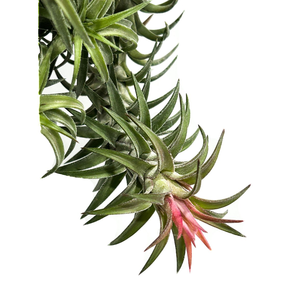 ティランジア イオナンタ バンハイニンギー(クランプタイプ