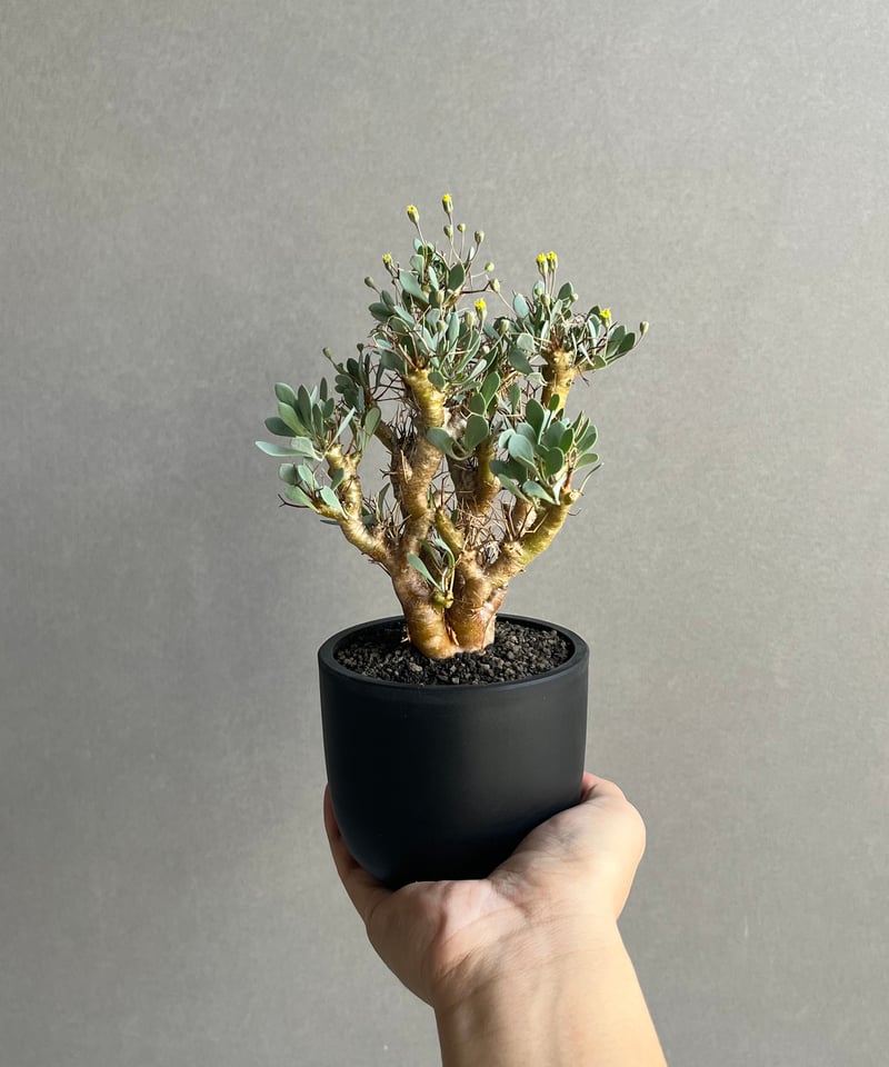 オトンナユーフォルビオイデス 「Othonna euphorbioides」8N