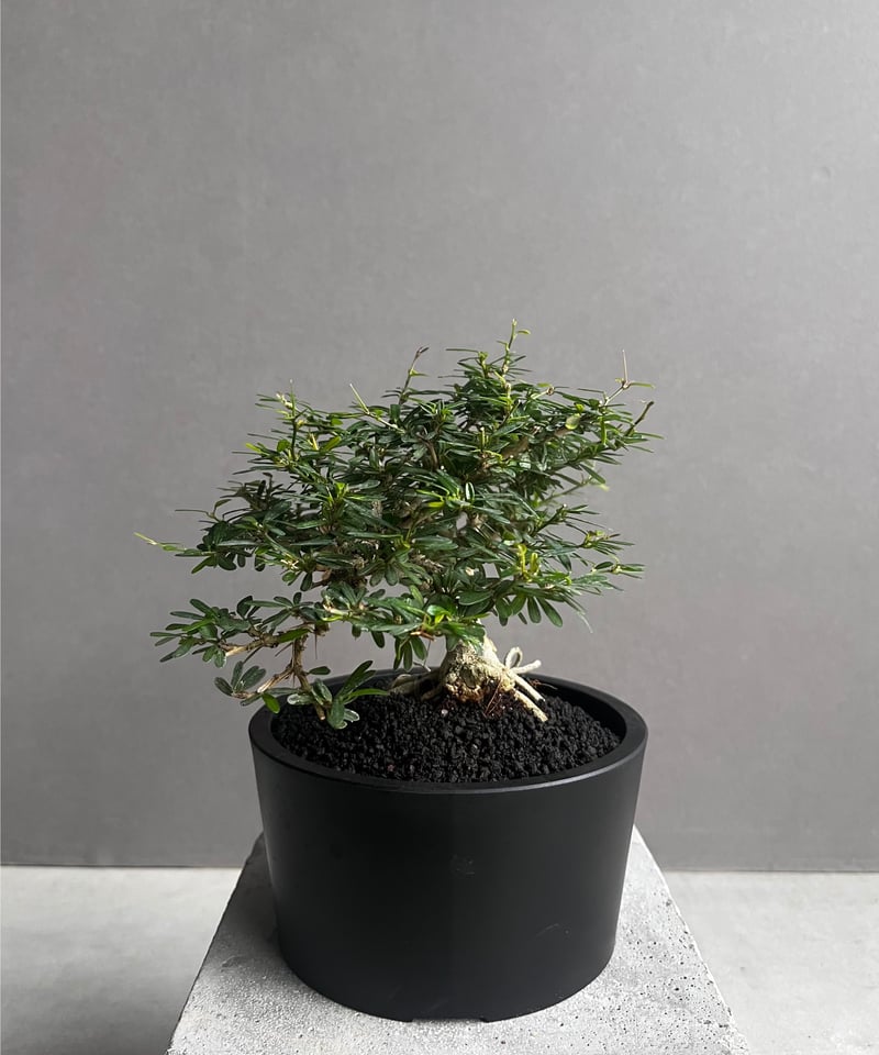 うち” 盆栽 「“UCHI” BONSAI 」76A | SHOUCHIKUEN