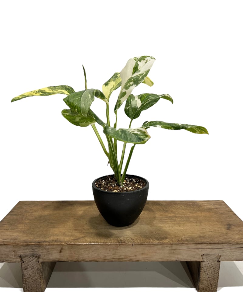 モンステラ レクレリアナ 斑入 「Monstera lechleriana variegata