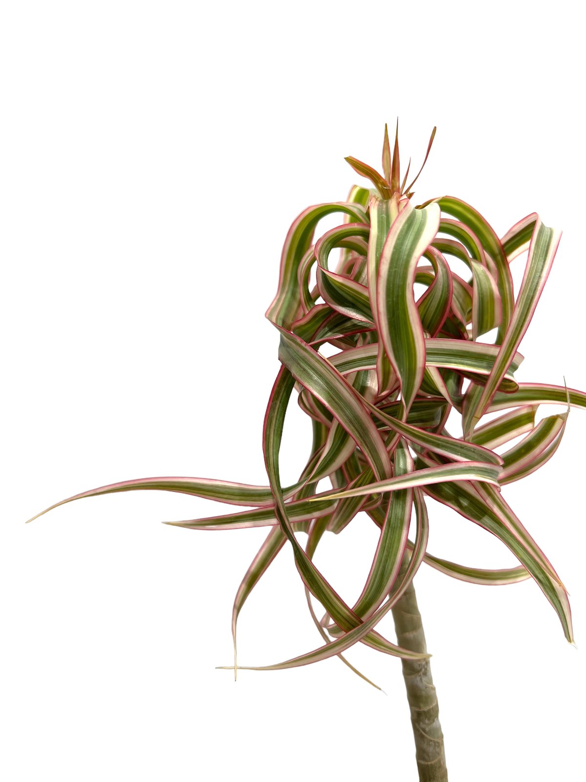 ドラセナ・キュンティー（Dracaena kuntii） ドラセナ キュンティー「Dracaena concinne tricolor Kuhnty」9