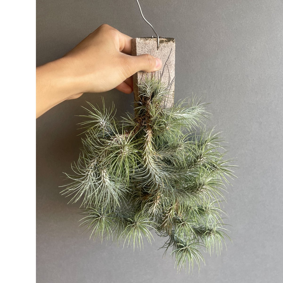 ティランジア フンキアナ レクルビフォリア クランプ「Tillandsia