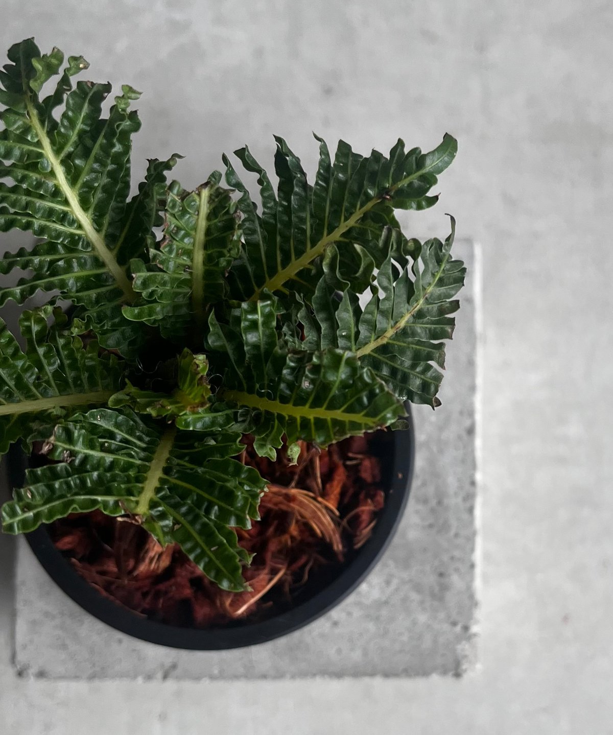 ブレクナム ギッバム ドワーフ 「Blechnum gibbum Dwarf 」91C | S