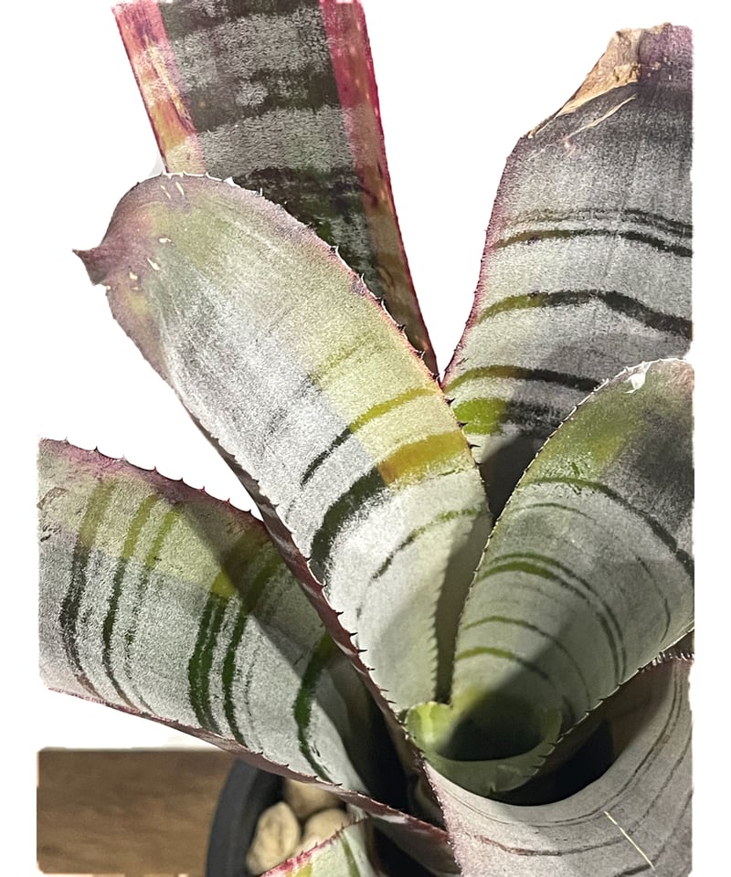 エクメア オットー「Aechmea Otto」2G-4 | SHOUCHIKUEN エクメア オットー「Aechmea Otto」2G-4 | SHOUCHIKUEN