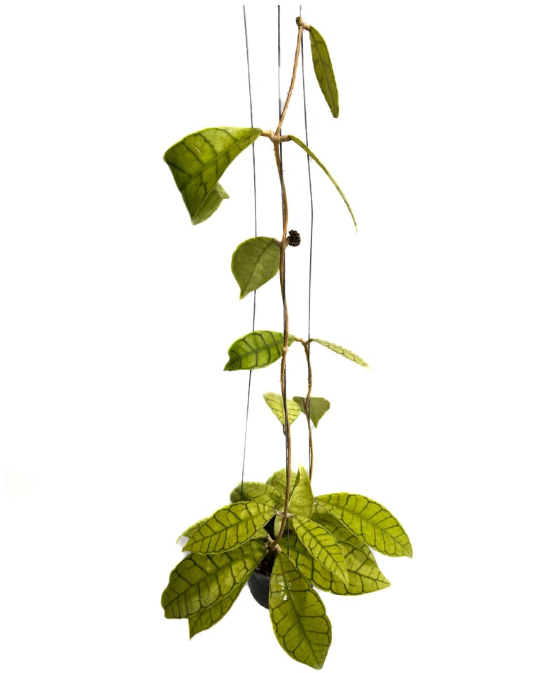 ホヤ カリストフィラ「Hoya callistophylla」4/11-294 | SHOUC ホヤ カリストフィラ「Hoya callistophylla」4/11-294 | SHOUC