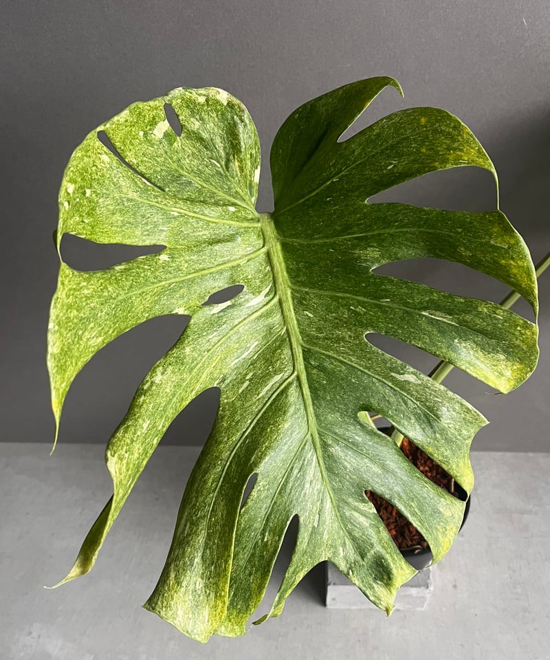 モンステラ プラチナム 「Monstera deliciosa var platinum」54 モンステラ プラチナム 「Monstera deliciosa var platinum」54