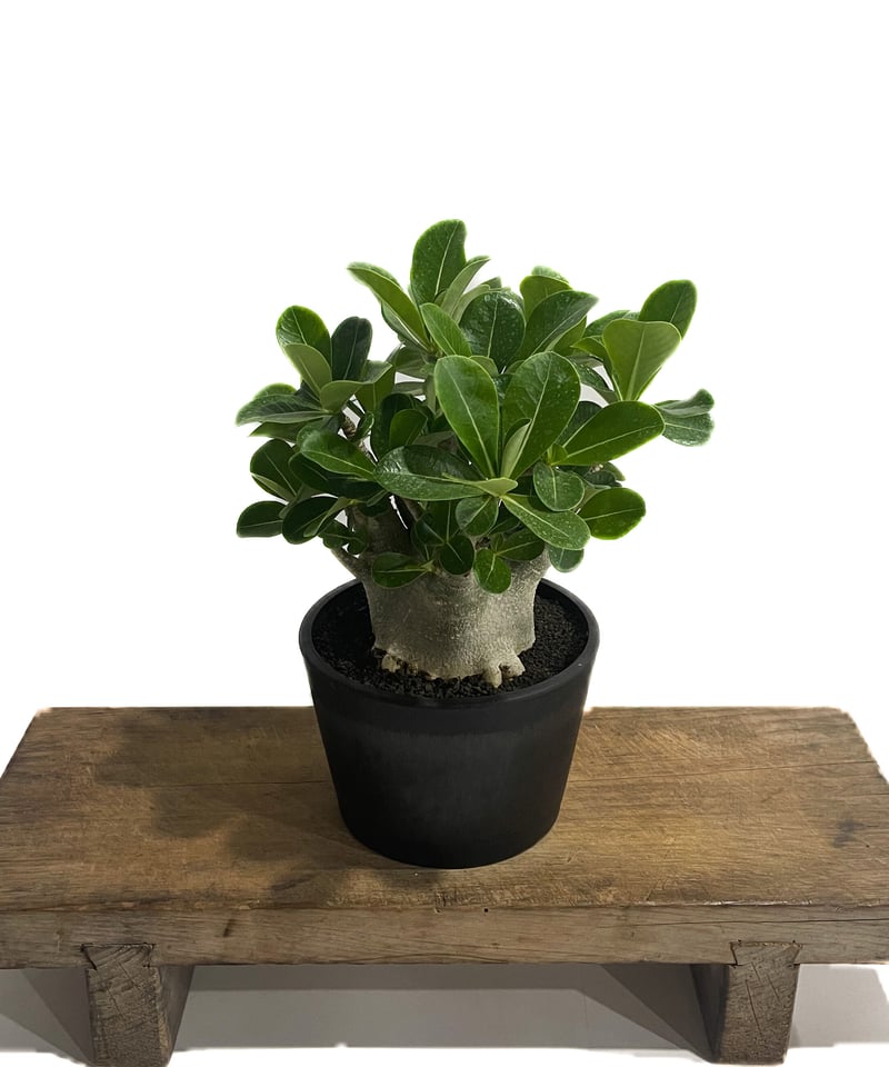 アデニウム アラビカム ドワーフ タイプ「Adenium arabicum dwarf ty