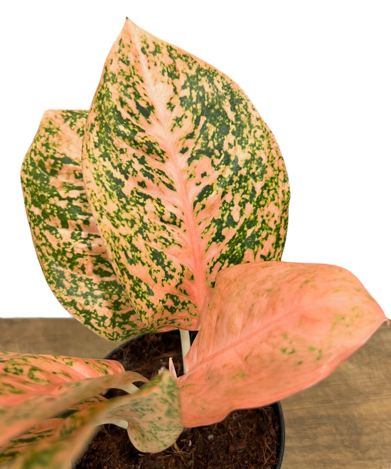 アグラオネマ スターダスト オレンジ 「Aglaonema Stardust Orange」1 