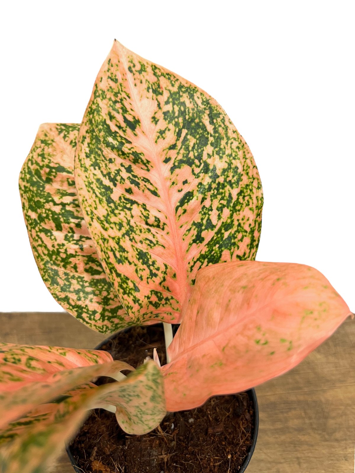 アグラオネマ スターダスト オレンジ 「Aglaonema Stardust Orange」1