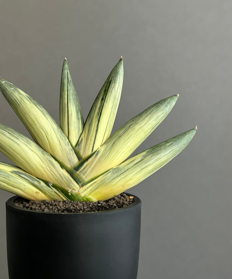 サンセベリア 雪女(ユキオンナ) 「Sansevieria 'Yuki Onna' 」96L