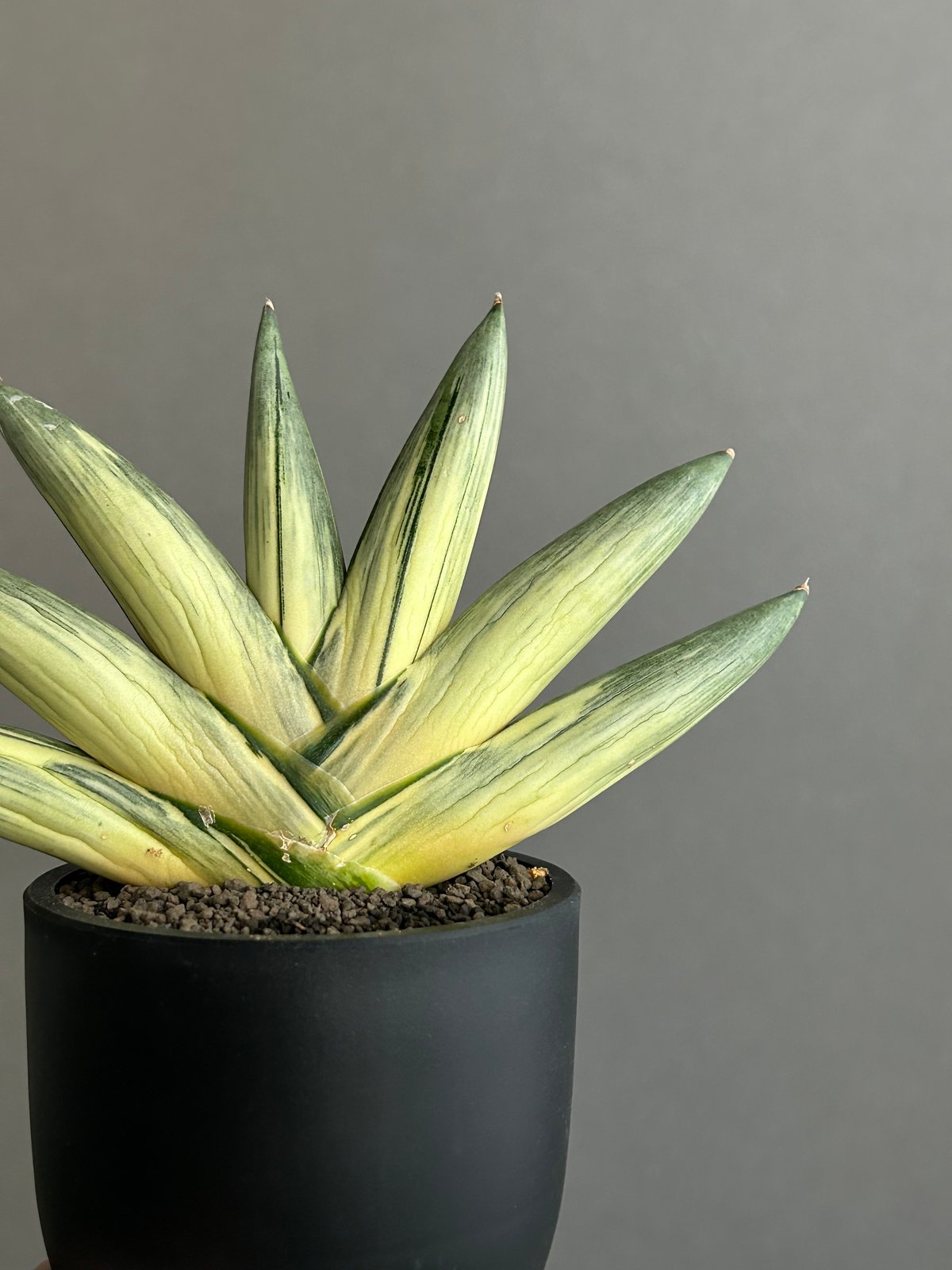 サンスベリア ユキオンナ Sansevieria Yuki Onna サンセベリア 雪女(ユキオンナ) 「Sansevieria 'Yuki Onna' 」96L