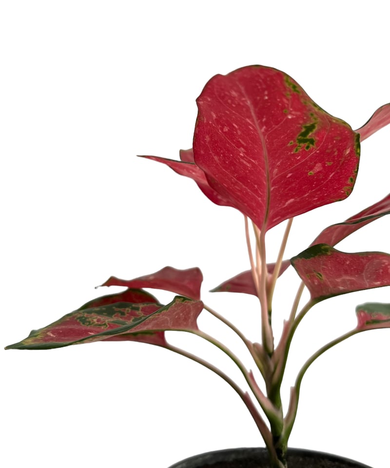 アグラオネマ スック ソム ジャイ ポン cv. クリスマス 「Aglaonema
