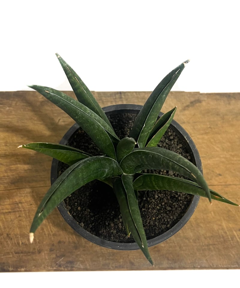 サンセベリア ブラック スワン「Sansevieria Black Swan」7/4-933