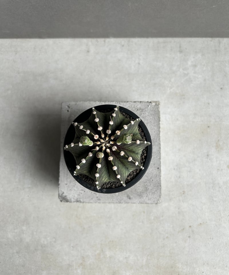 ギムノカリキウム フリードリッヒィ VOS1241 KG “選抜個体”(実生) 12G