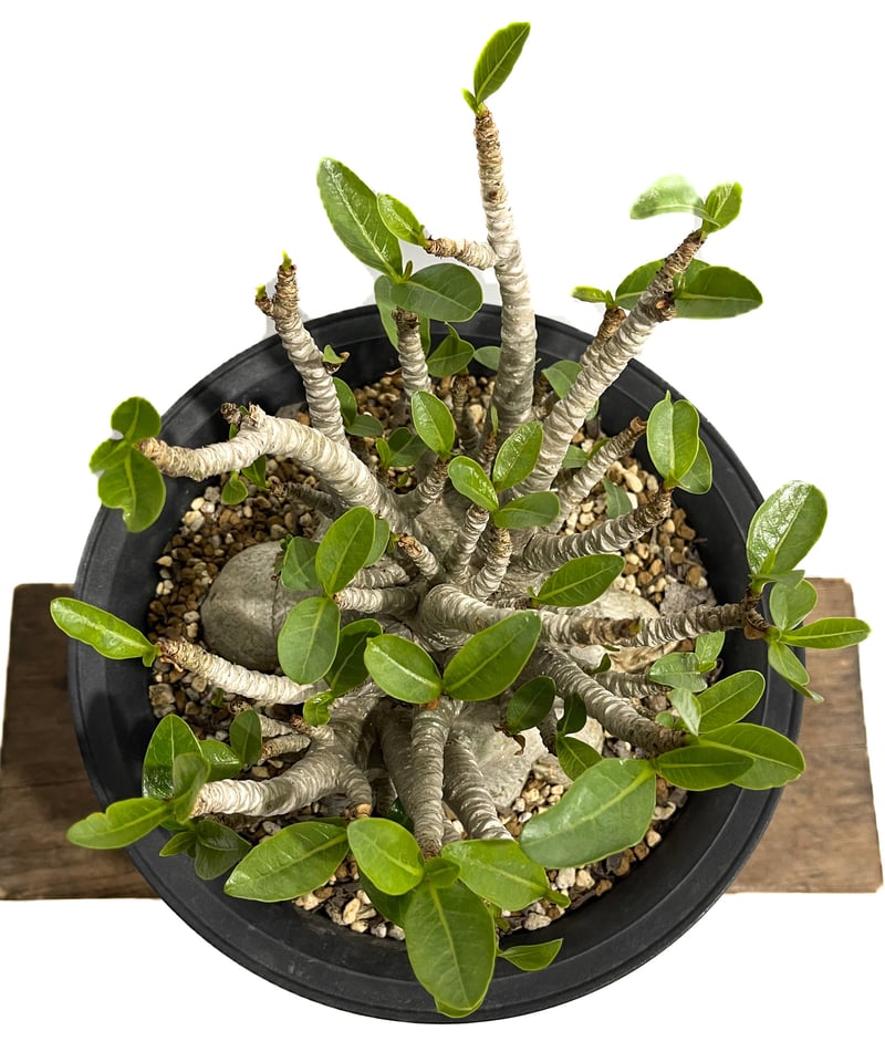 アデニウム アラビカム ドワーフ タイプ「Adenium arabicum dwarf ty