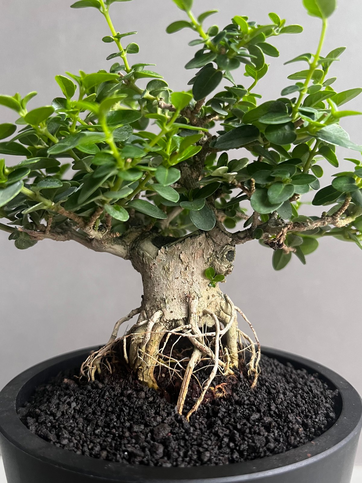 ぼんさい専用 うち” 盆栽 「“UCHI” BONSAI 」77A | SHOUCHIKUEN