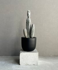 サンセベリア コヨーテ 「Sansevieria Coyote」9/2-53C-3 | SHO