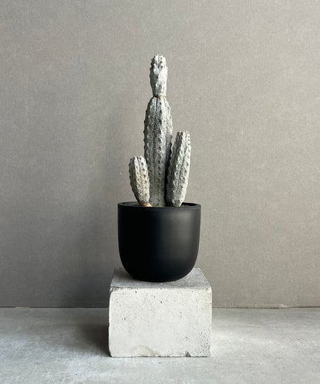 親株 フローレンシアエ 親株現物販売 商品一覧 - Y's Exotics （山田食虫植物農園）