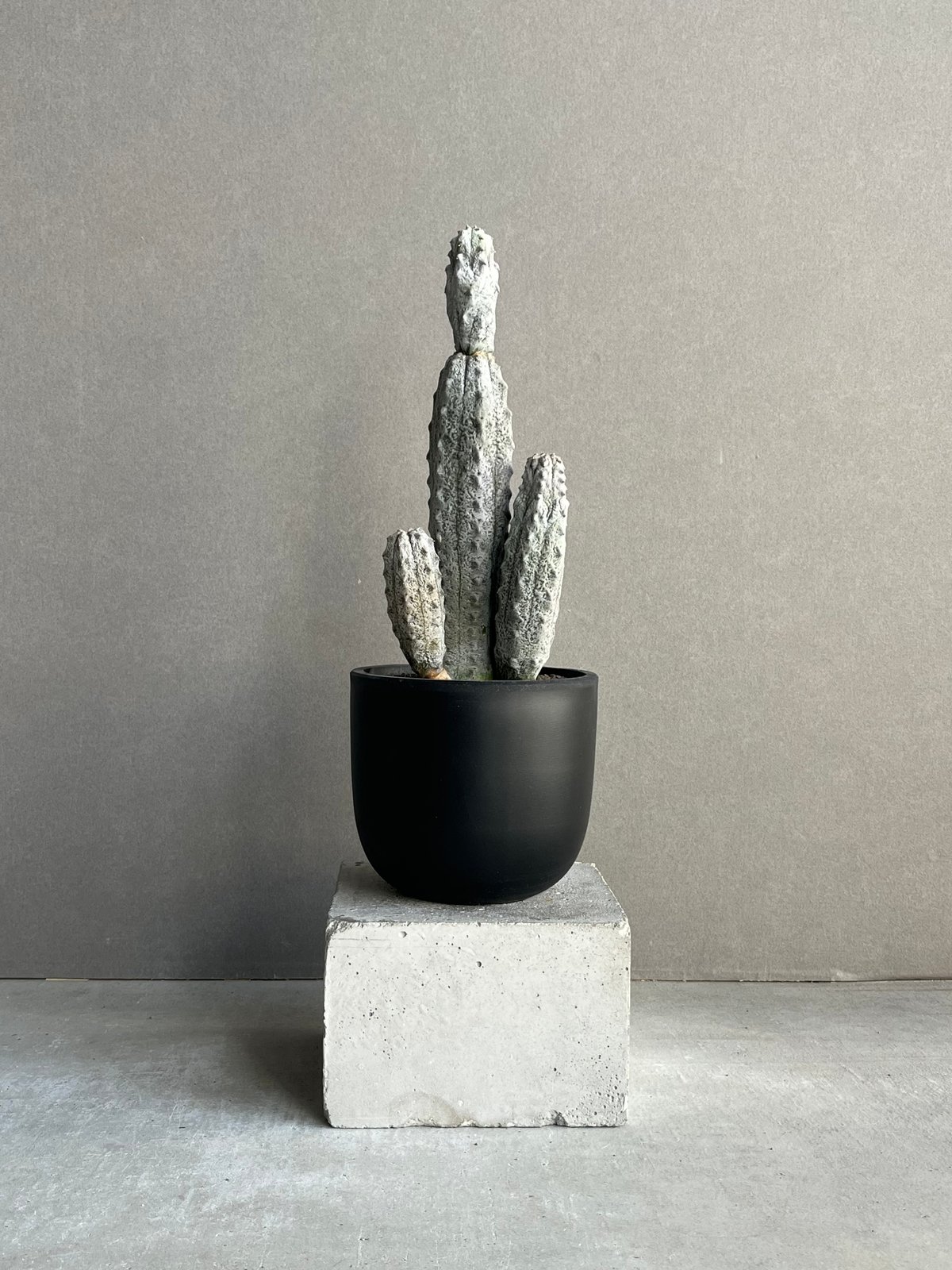 ユーフォルビア　アブデルクリ　超大株 珍奇な植物 ユーフォルビアアブデルクリ . 珍奇な植物としてはかなり