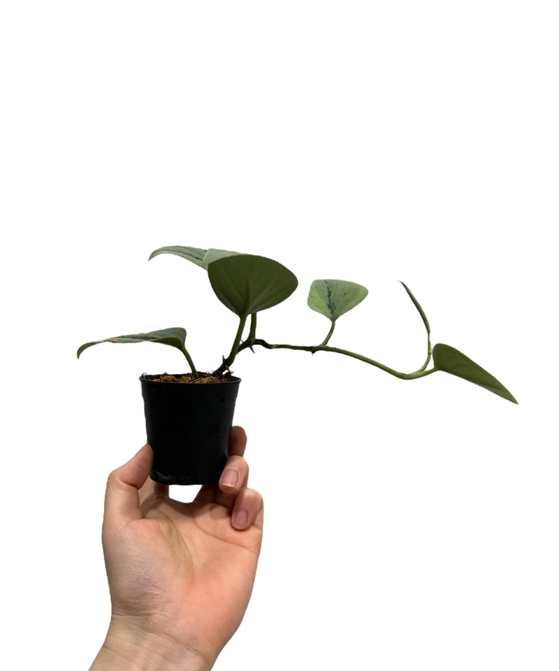 exoticism エキゾチシズム　ラピスラズリ　タンザナイト 楽天市場】ピアス ラピスラズリ アメシスト タンザナイト