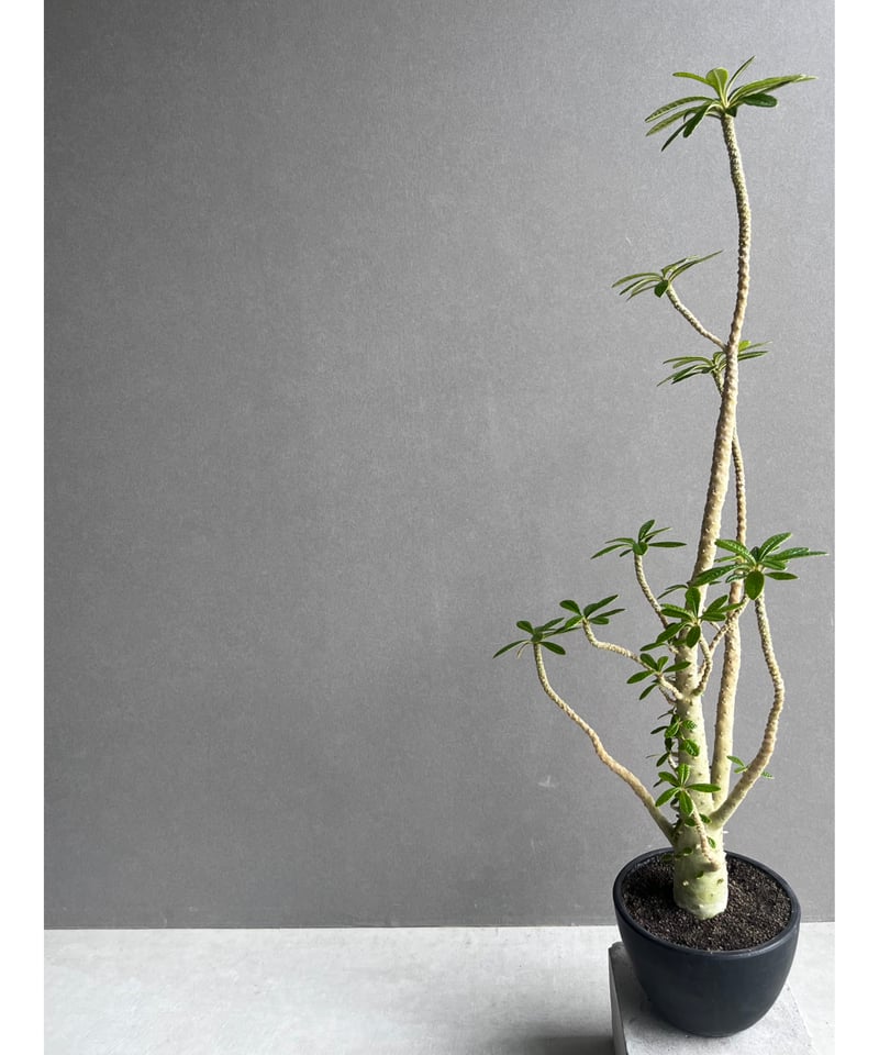 ドルステニア ギガス “選抜個体” 「Dorstenia gigas “Select”」62A