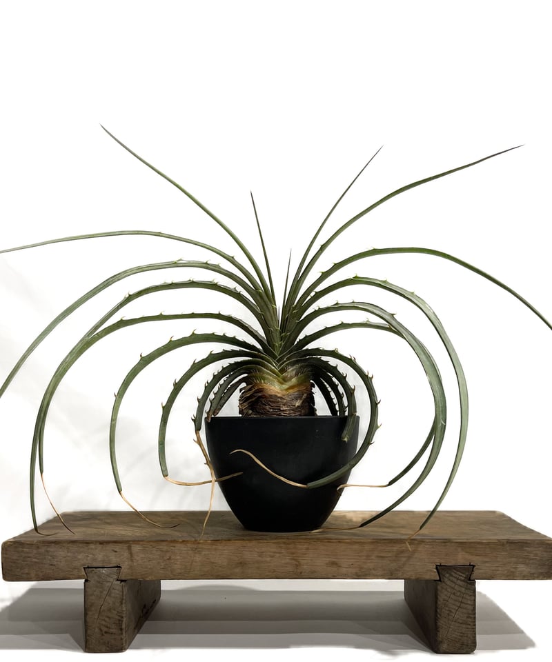 ディッキア エステベシー 「Dyckia estevesii」 6/25-829 | SHO