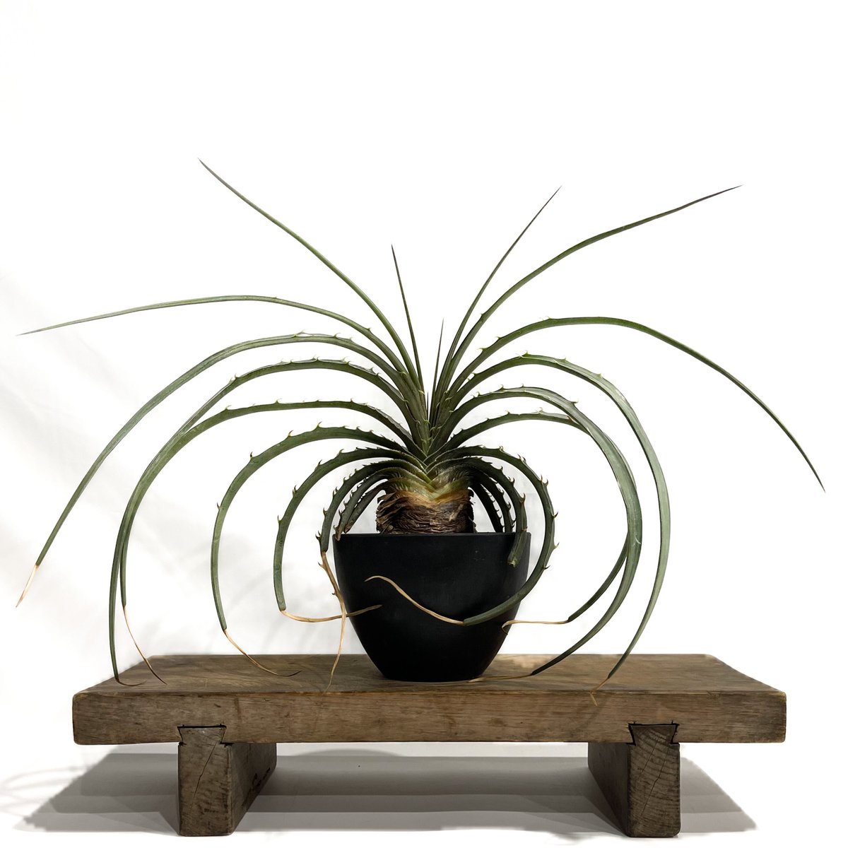 ディッキア エステベシー 「Dyckia estevesii」 6/25-829 | SHO