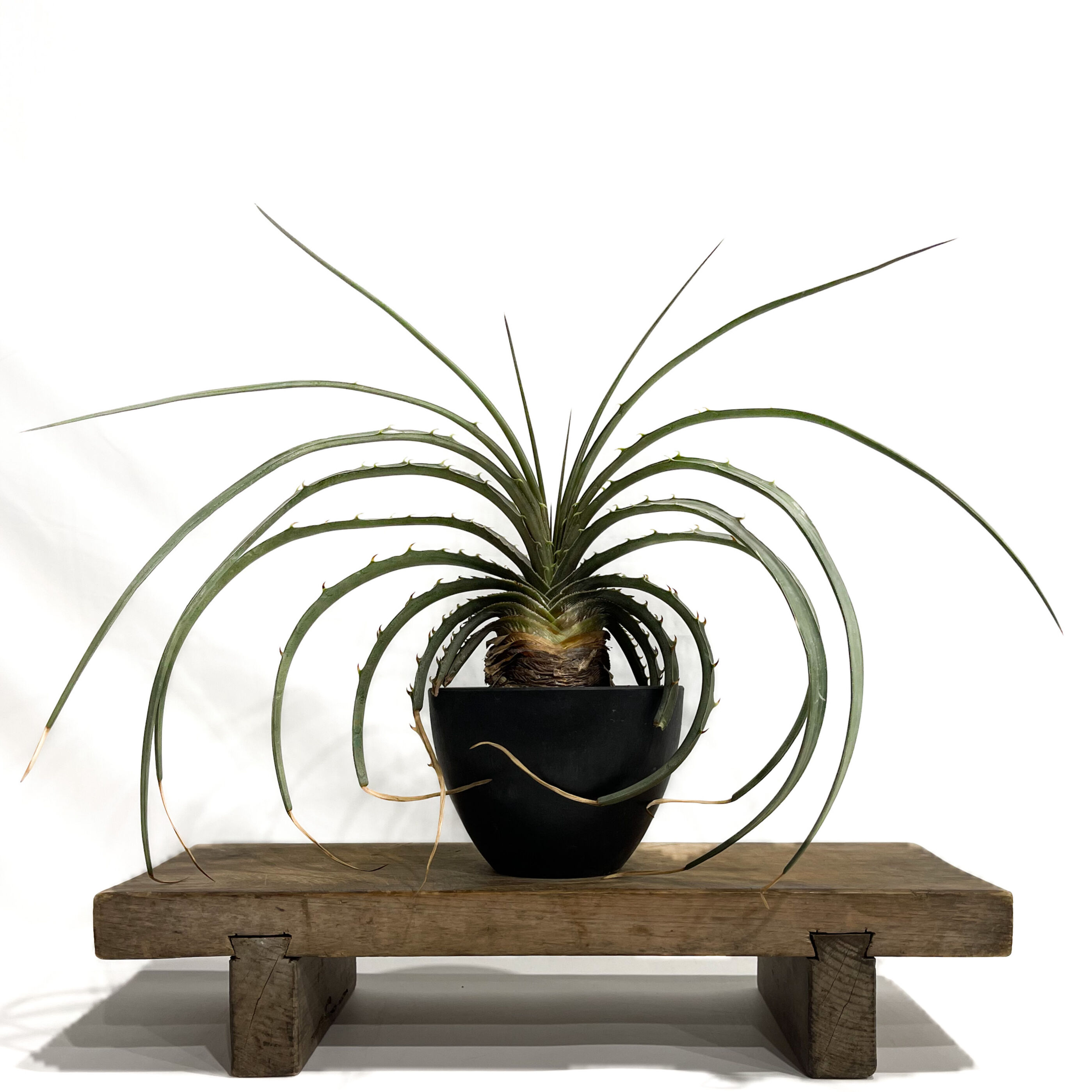 良型‼︎ ディッキア エステベシー　Dyckia estevesii ディッキア エステベシー 「Dyckia estevesii」 6/25-829 | SHO