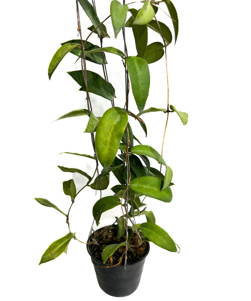 ホヤ パテラ ピンク 「Hoya patella pink 」4/26-406M4 | SHO