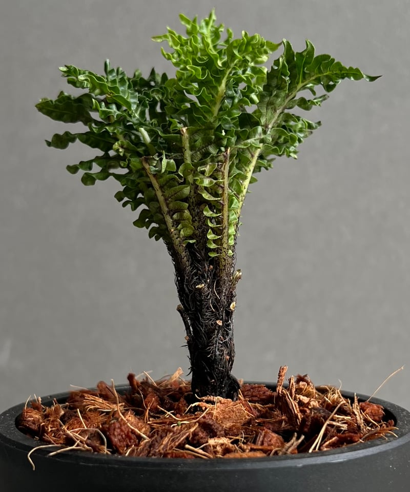 ブレクナム ギッバム ドワーフ 「Blechnum gibbum Dwarf 」3C | SH