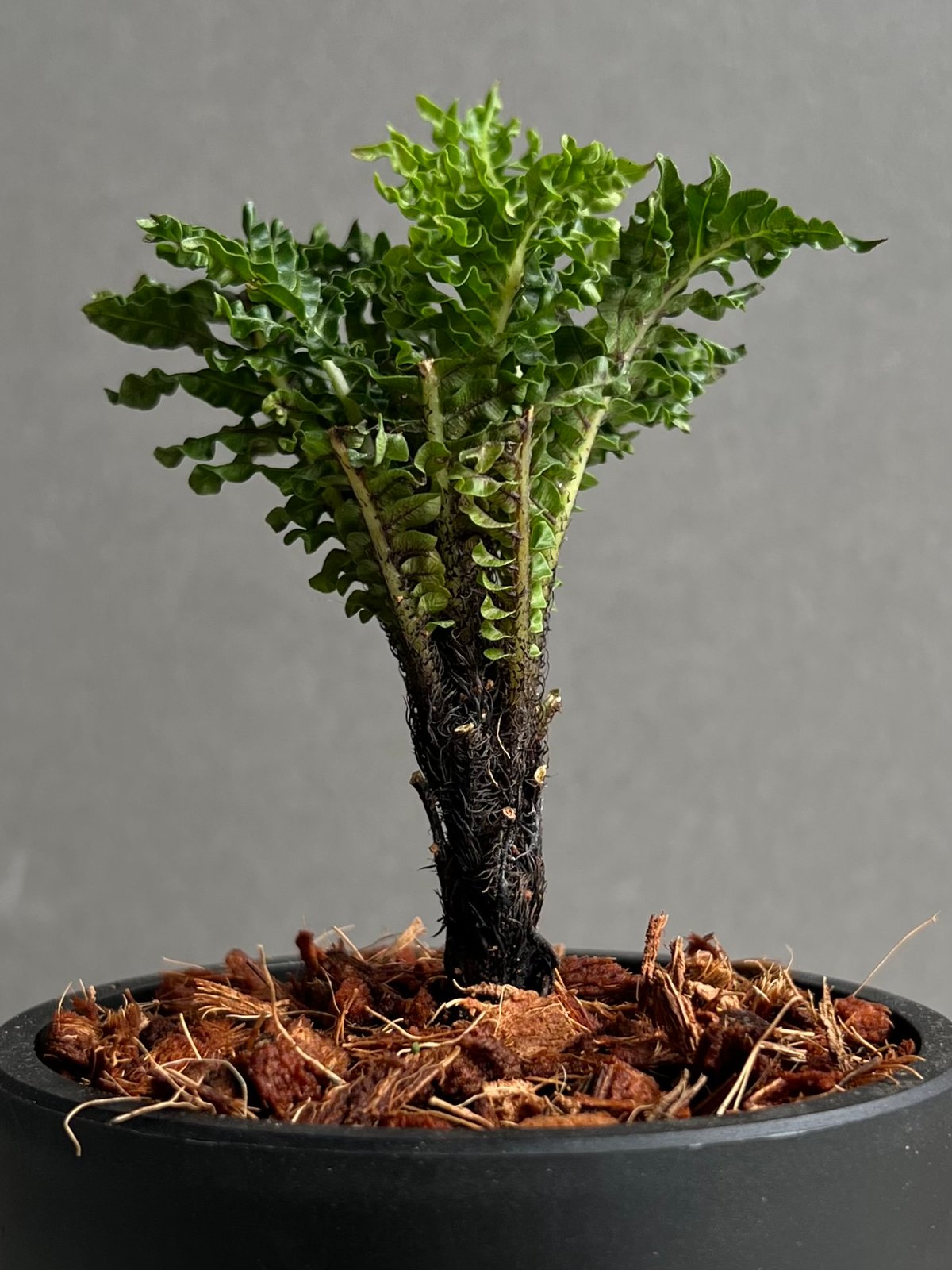 ブレクナム　ギバム　ドワーフ ブレクナム ギッバム ドワーフ 「Blechnum gibbum Dwarf 」88H | S