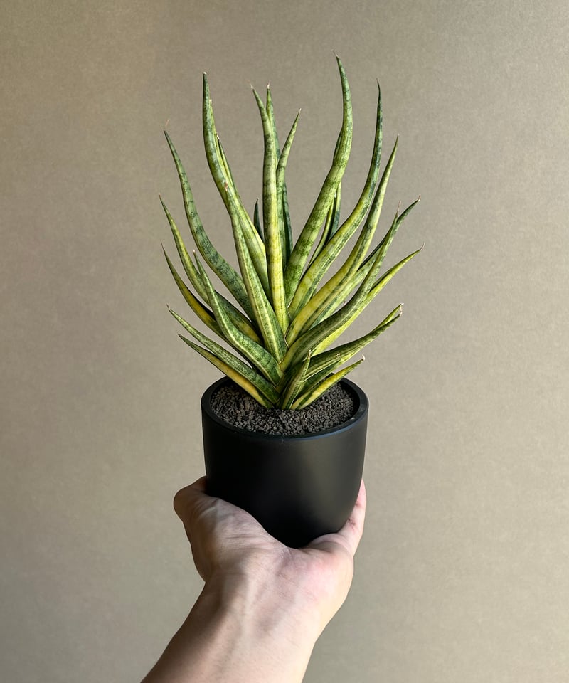 サンセベリア ブンルートーチ 斑入「Sansevieria Bunlue Torch Vari