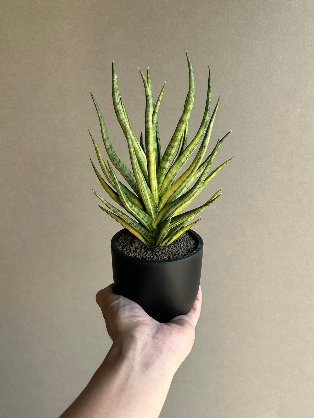 サンセベリア ブンルートーチ 斑入「Sansevieria Bunlue Torch Vari