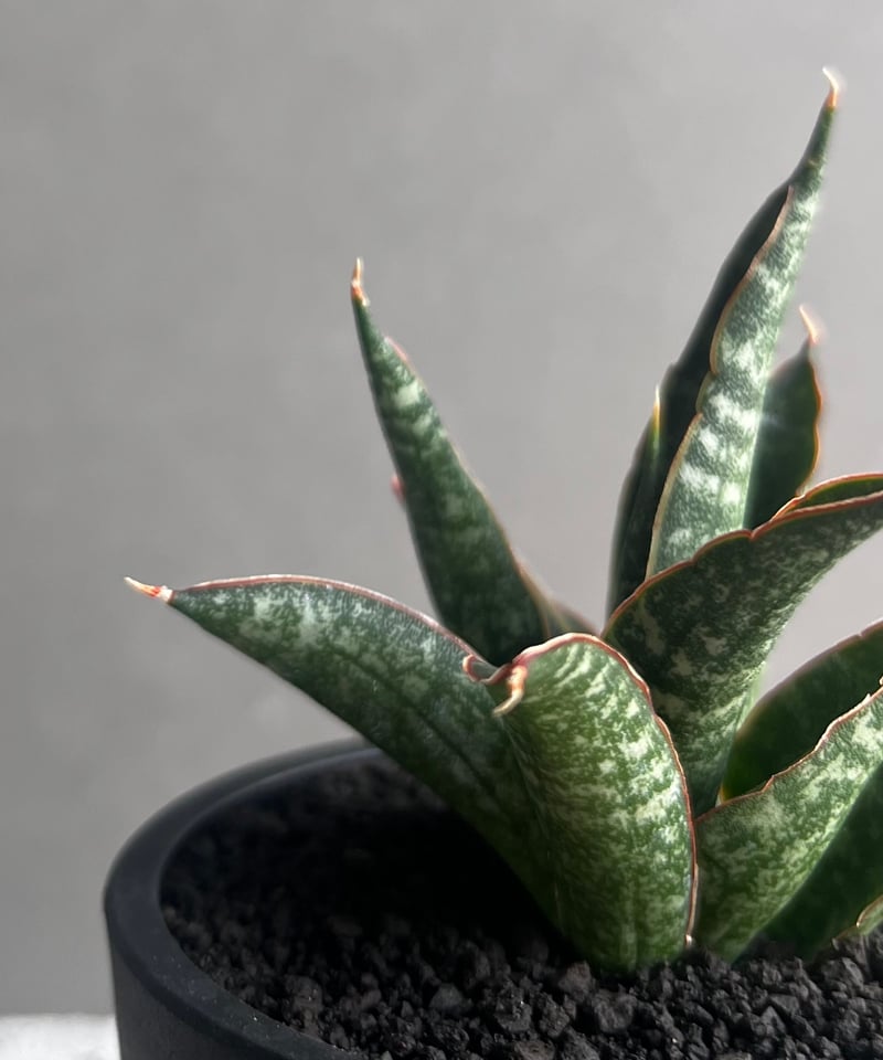 EMP サンスベリア カミナリ / 最後はイメージ SA393 EMP サンスベリア カミナリ / 最後はイメージ SA393