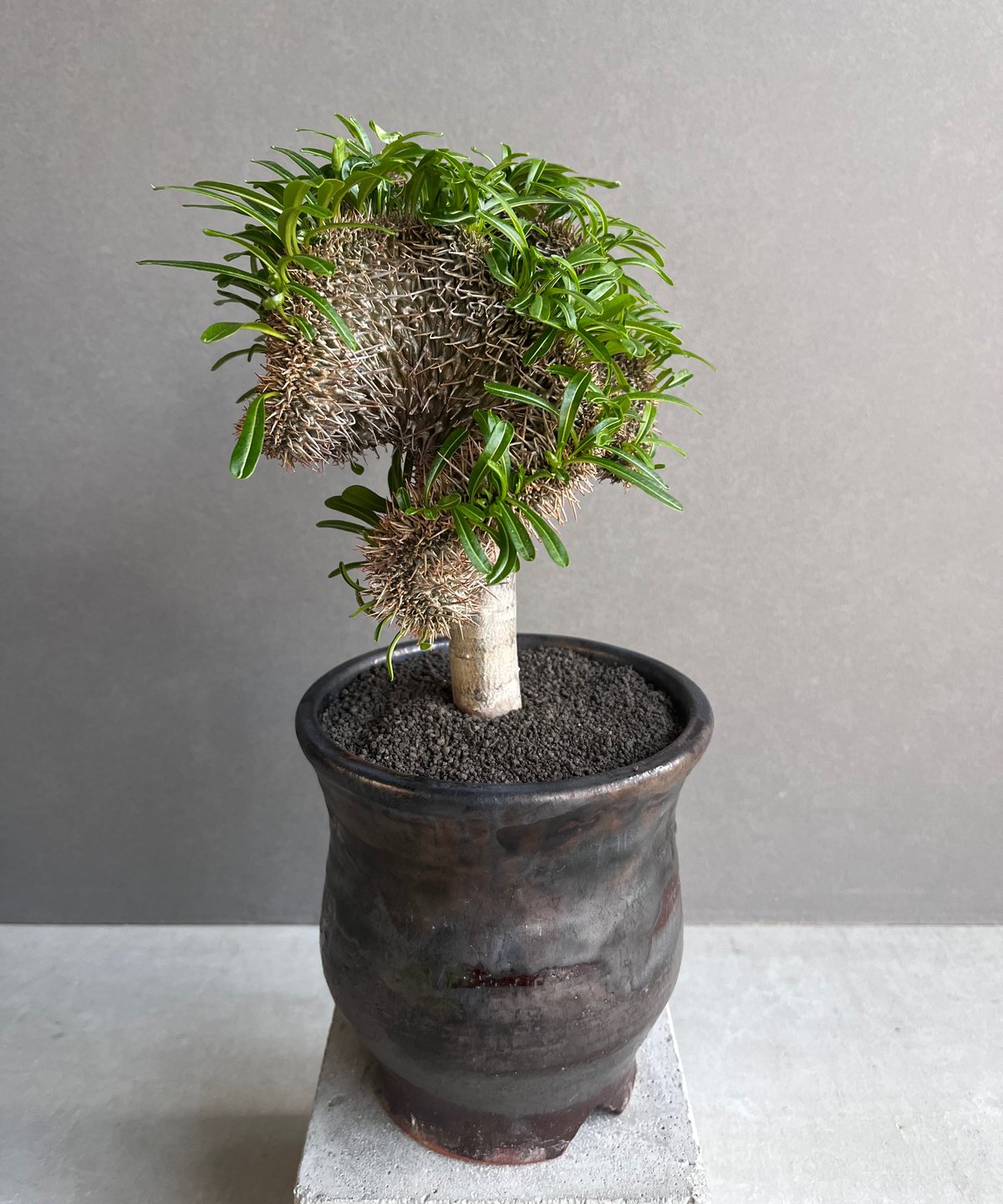 パキポディウム ラメリー 綴化 +YON-HACHI (Masaki Tomabechi)