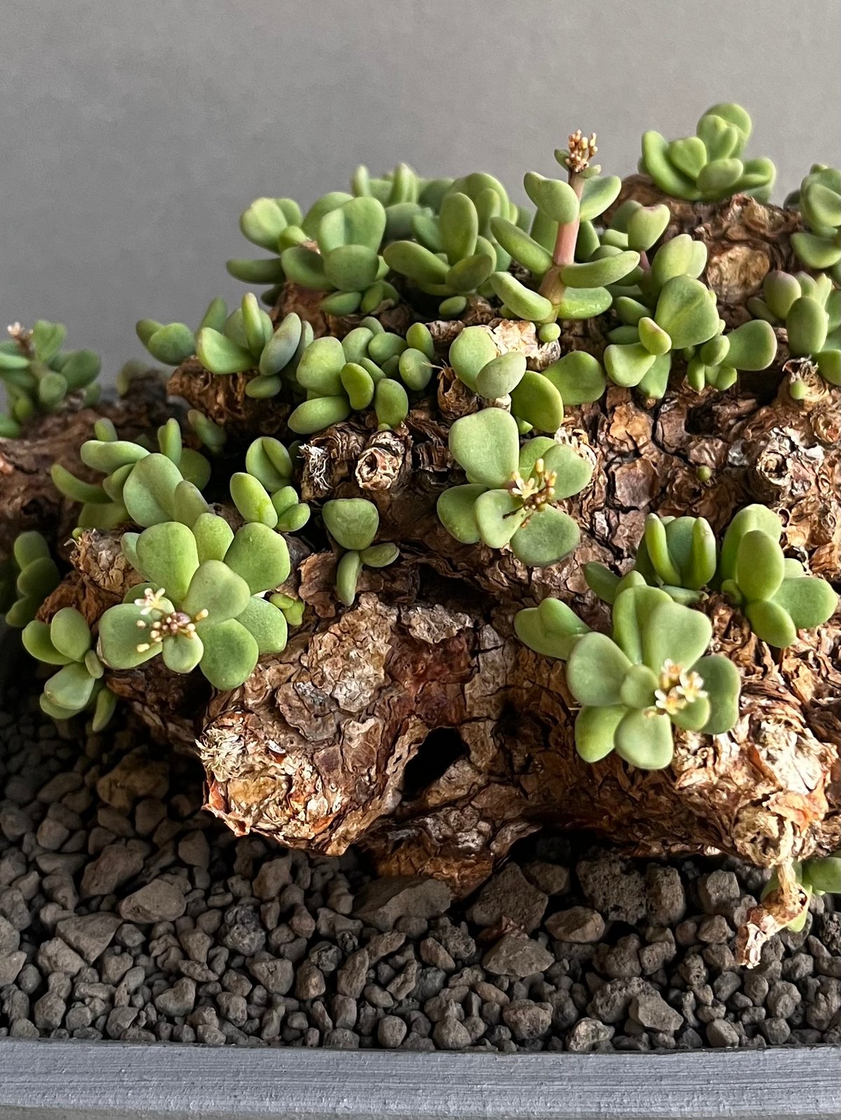 ケラリア ピグマエア 「Ceraria Pygmaea」99E | SHOUCHIKUEN