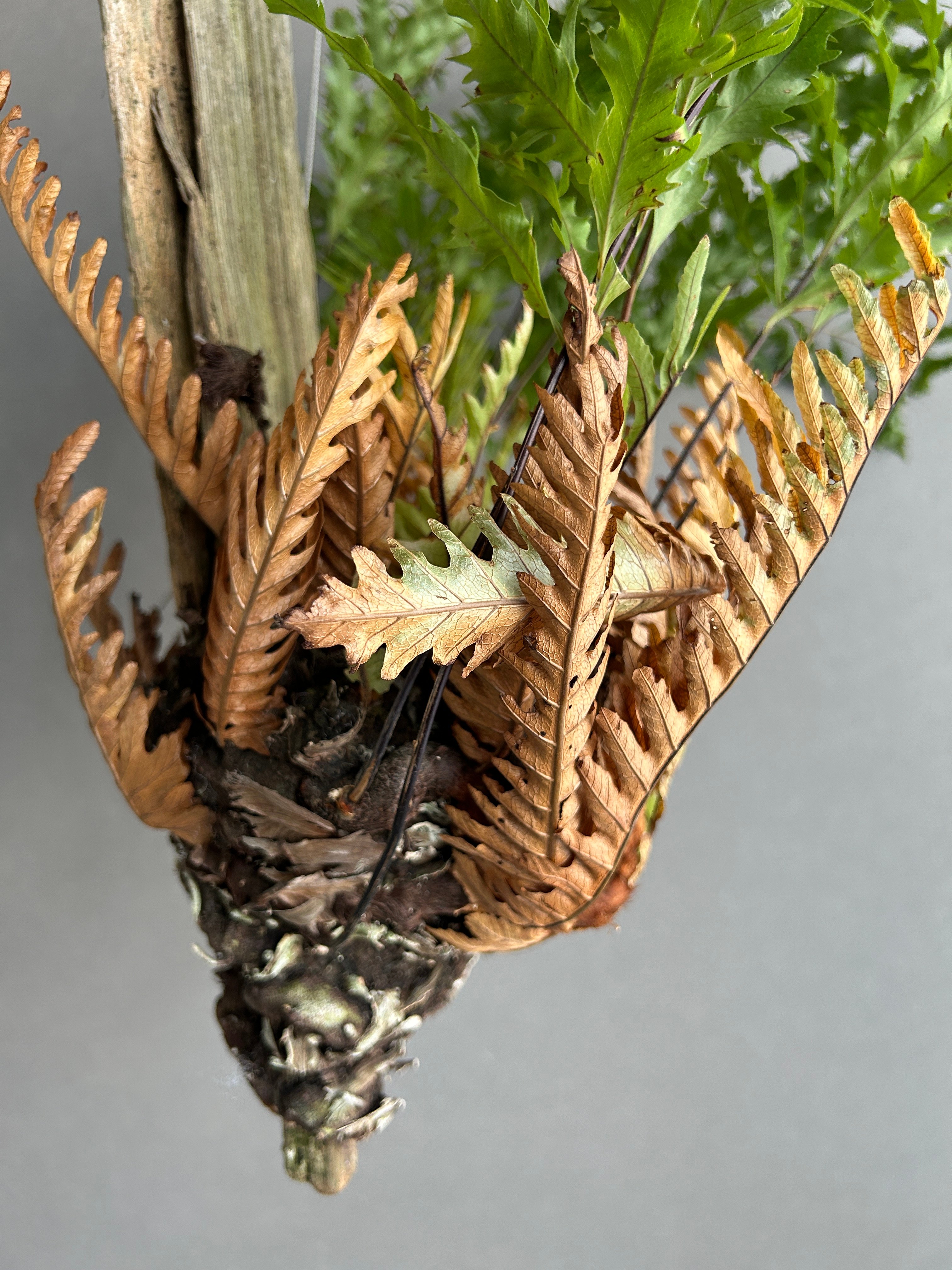 ドリナリア リギデュラ「Drynaria rigidula」5L | SHOUCHIKUEN
