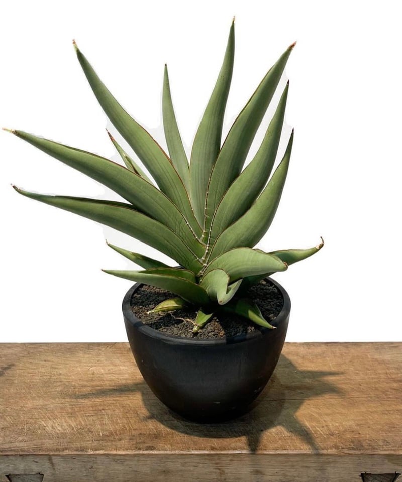 サンセベリア チャオプラヤ 「Sansevieria Chao Phraya」5I | SHO