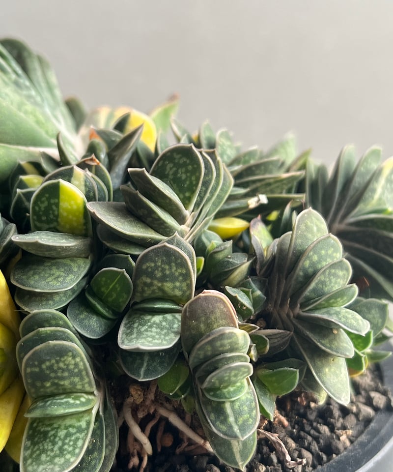 ガステリア子宝錦「Gasteria gracilis v.minima f. Variegat