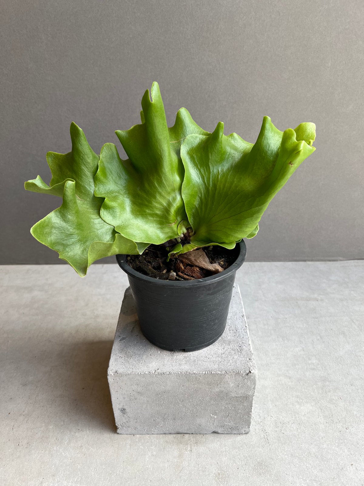 ビカクシダ バタフライ 「Platycerium Butterfly 」77X | SHOUC