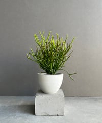 アグラオネマ リップスティック カンザ 「Aglaonema Lipstick Khanza」