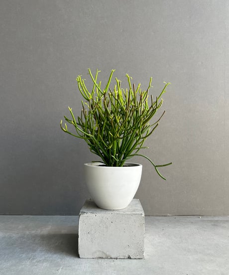 CATEGORY Plants | SHOUCHIKUEN