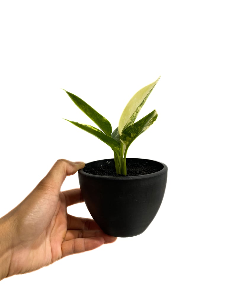 アグラオネマ スワンナプーム「Aglaonema Suvarnabhumi」9/11-16D-