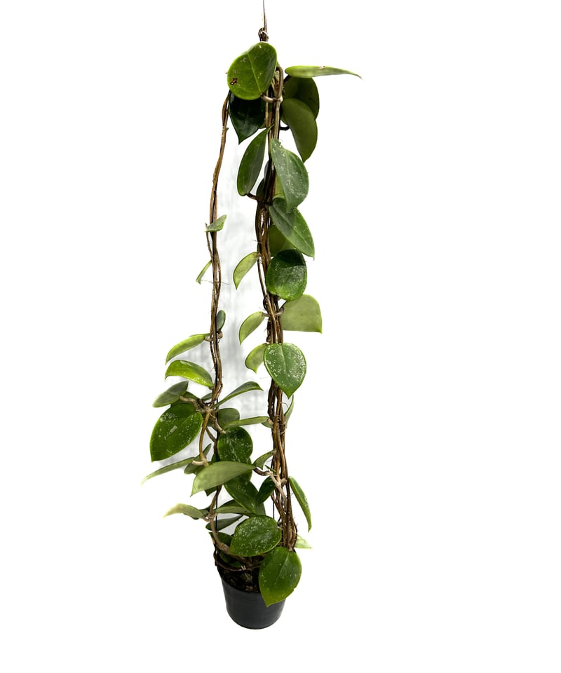 ホヤ パラシティカ ハートリーフ スプラッシュ「Hoya parasitica ホヤ パラシティカ ハートリーフ スプラッシュ「Hoya parasitica