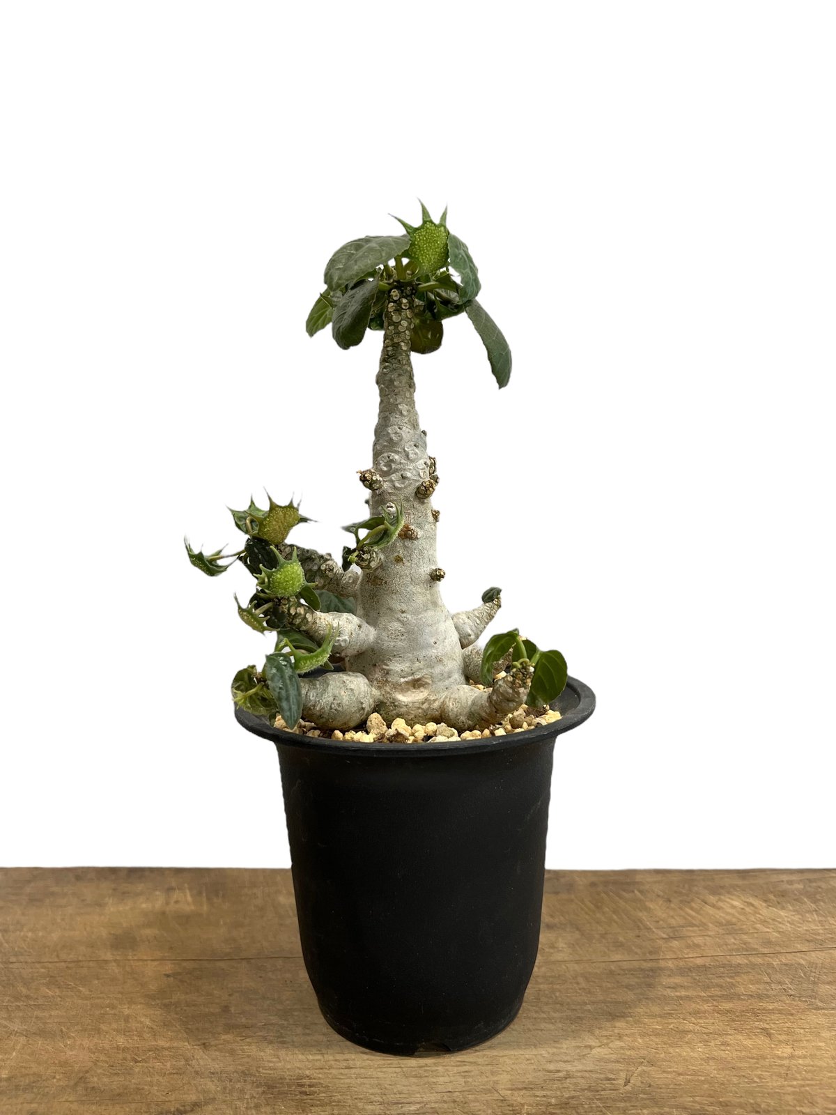 ドルステニア　フォエチダ ドルステニア フォエチダ “多頭タイプ” 「Dorstenia foetida